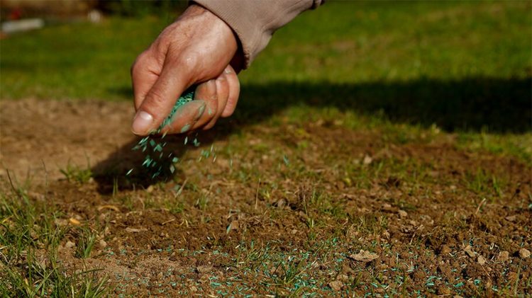 Homeowner overseeding a thin lawn in St. Louis County Missouri during early fall
