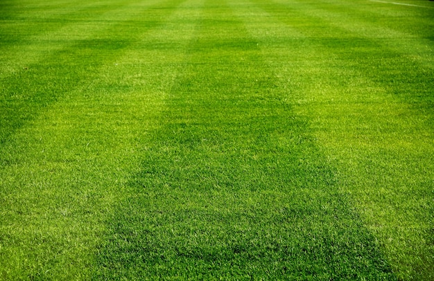 nice lawn pic
