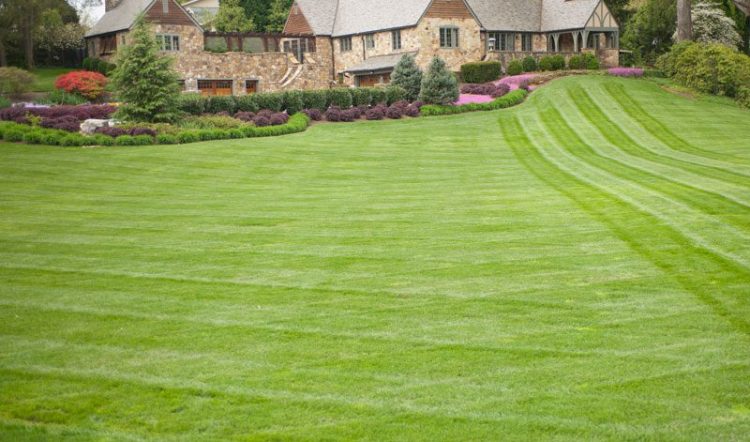 Thick, healthy green lawn after professional overseeding service in Chesterfield Missouri - best time to overseed